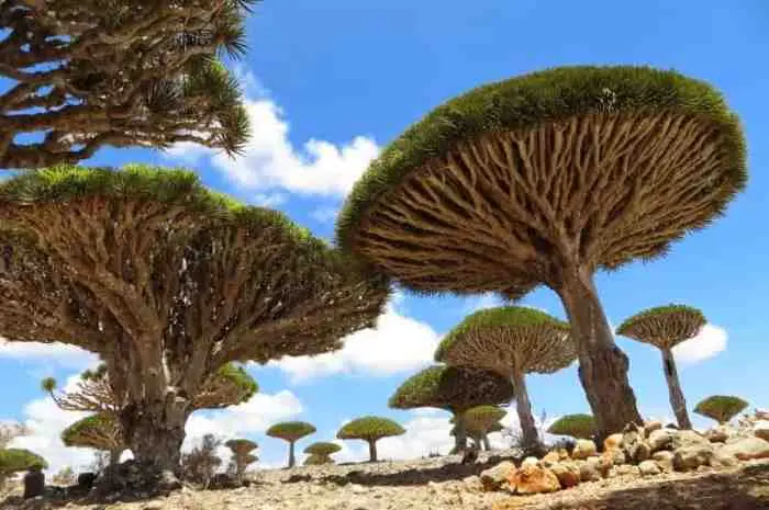 Socotra, Permata Tersembunyi di Tengah Samudra Arab